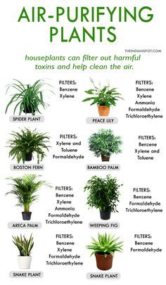 Air-purifying-plants