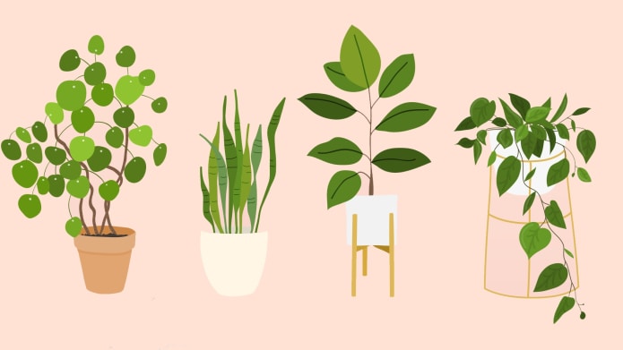 easy-houseplants