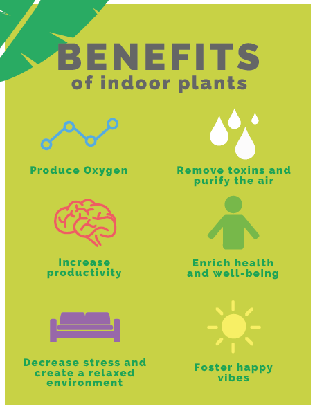 benefits-of-indoor-plants